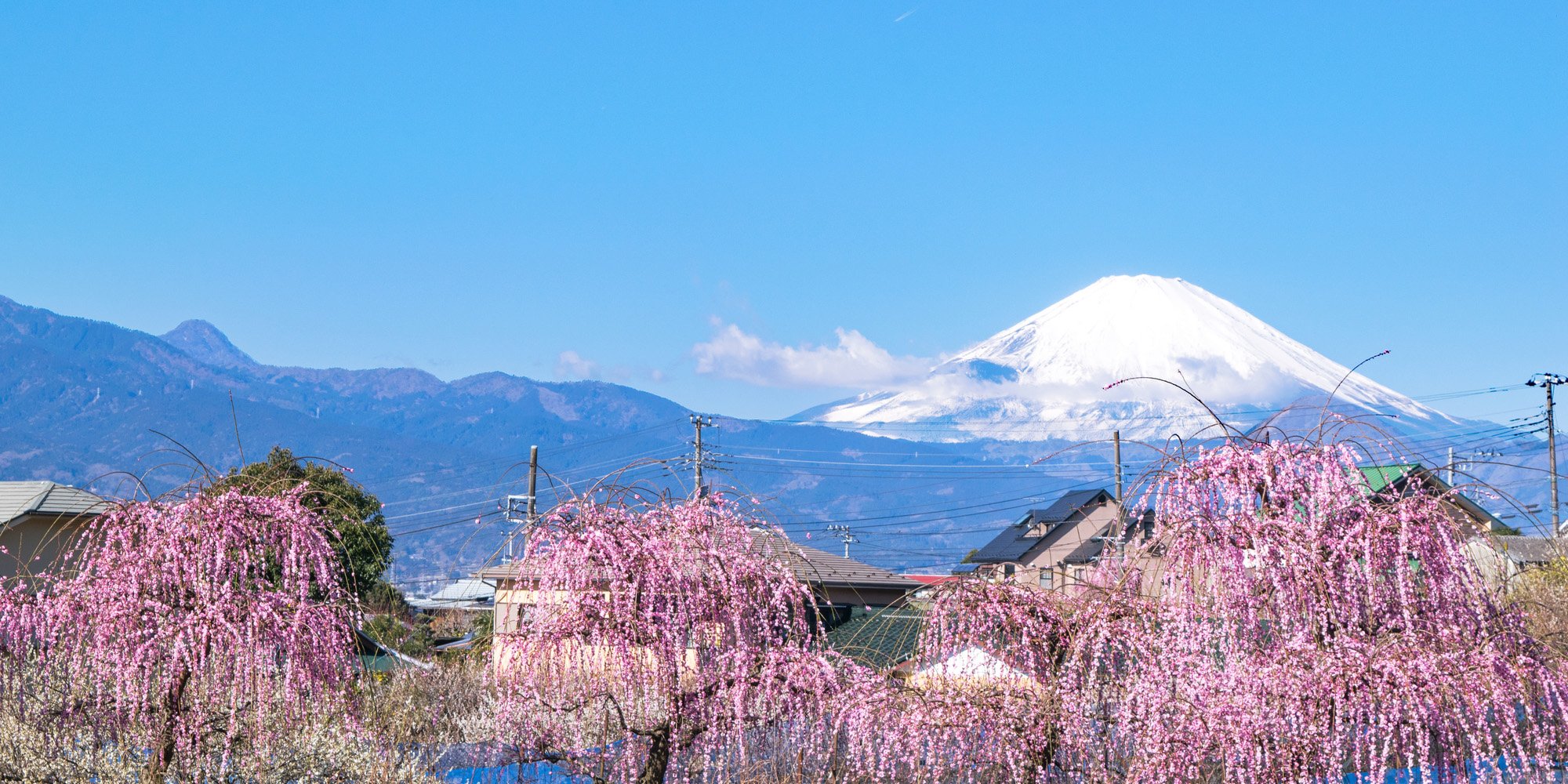 🌸 소가 매화숲(소가 바이린) 이미지 4